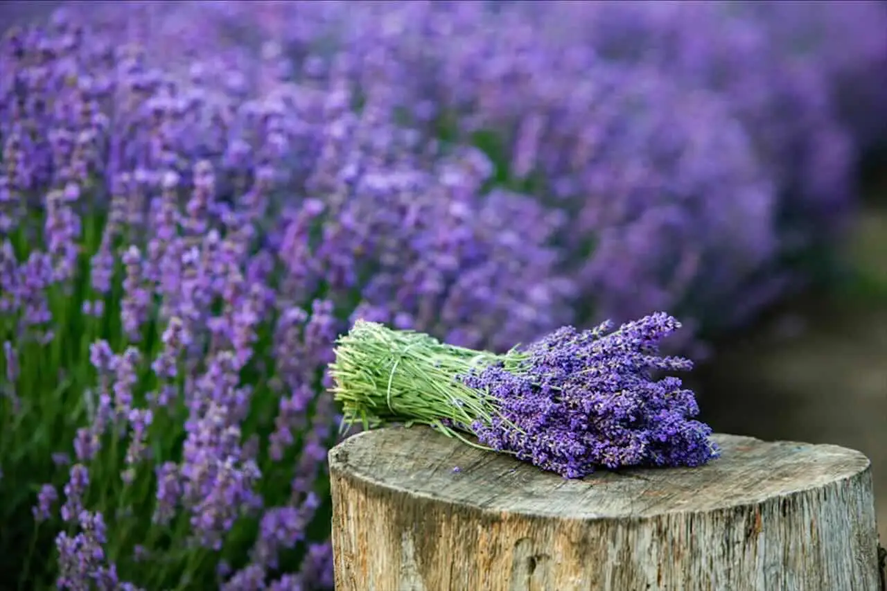Lavanda in balcone che non secca mai: il trucco del drenaggio invisibile Lavanda in balcone che non secca mai: il trucco del drenaggio invisibile