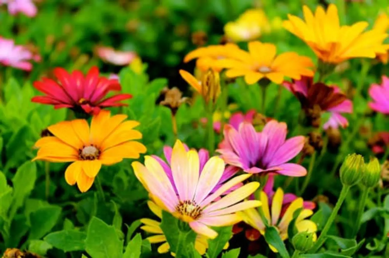 Fiori auto-impollinanti: 3 specie facili per principianti Fiori auto-impollinanti: 3 specie facili per principianti