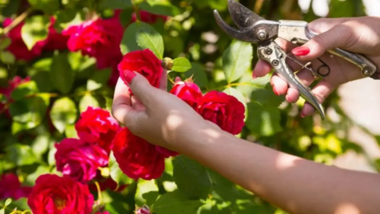 Taglio delle rose: il momento migliore per fioriture rigogliose Taglio delle rose: il momento migliore per fioriture rigogliose