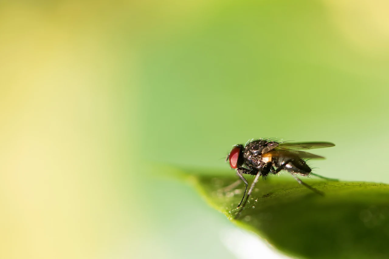 Il trucco della candela per tenere lontano la mosca della frutta Il trucco della candela per tenere lontano la mosca della frutta
