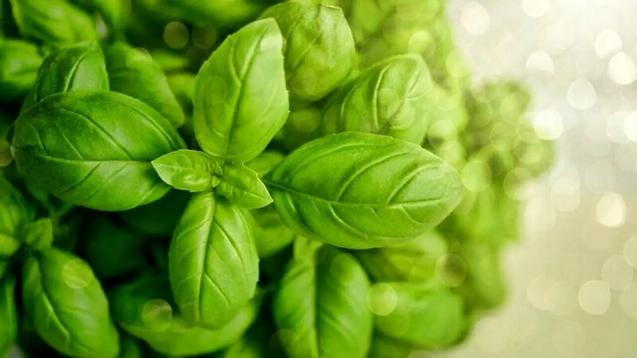 I segreti per moltiplicare le foglie di basilico fresco sul balcone con semplici gesti I segreti per moltiplicare le foglie di basilico fresco sul balcone con semplici gesti