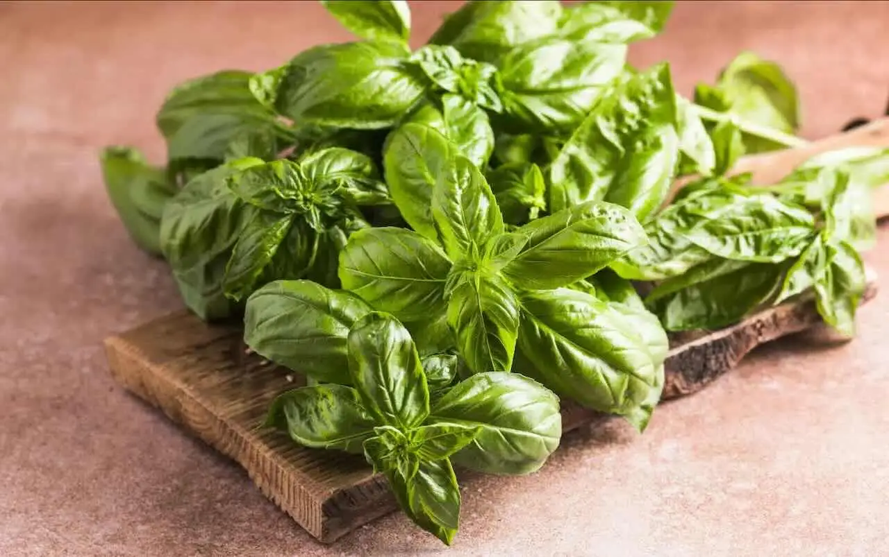 I segreti per moltiplicare le foglie di basilico fresco sul balcone con semplici gesti I segreti per moltiplicare le foglie di basilico fresco sul balcone con semplici gesti