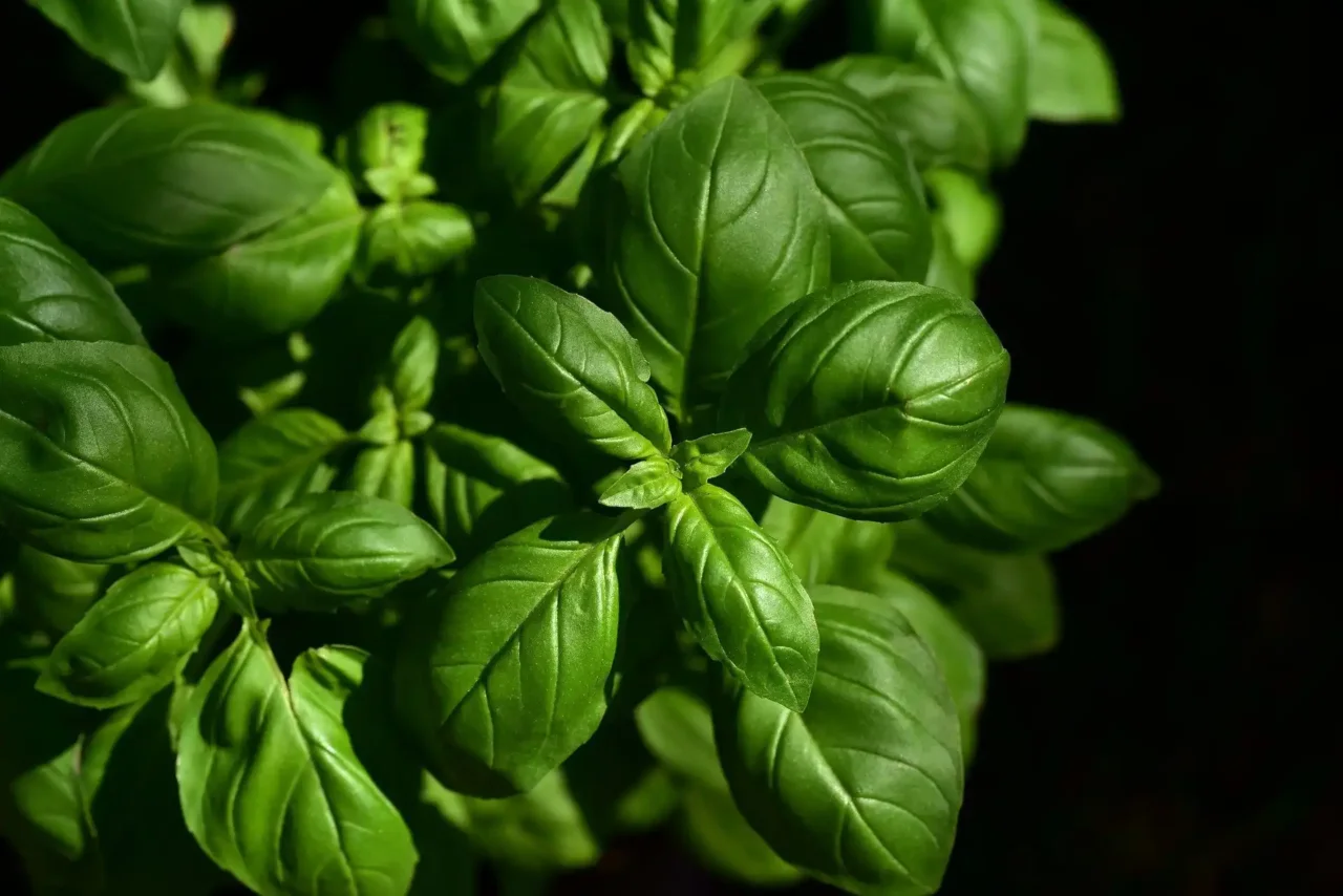 Basilico invernale senza serra: tecniche rapide per la coltivazione domestica Basilico invernale senza serra: tecniche rapide per la coltivazione domestica