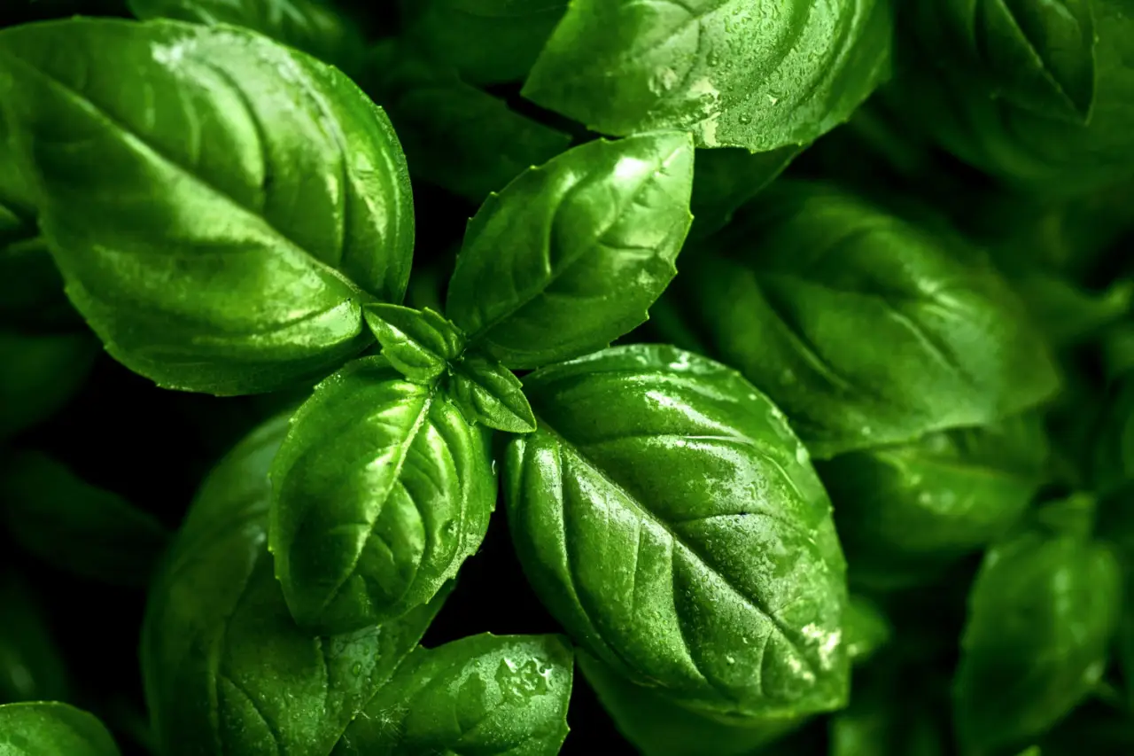 Basilico invernale senza serra: tecniche rapide per la coltivazione domestica Basilico invernale senza serra: tecniche rapide per la coltivazione domestica