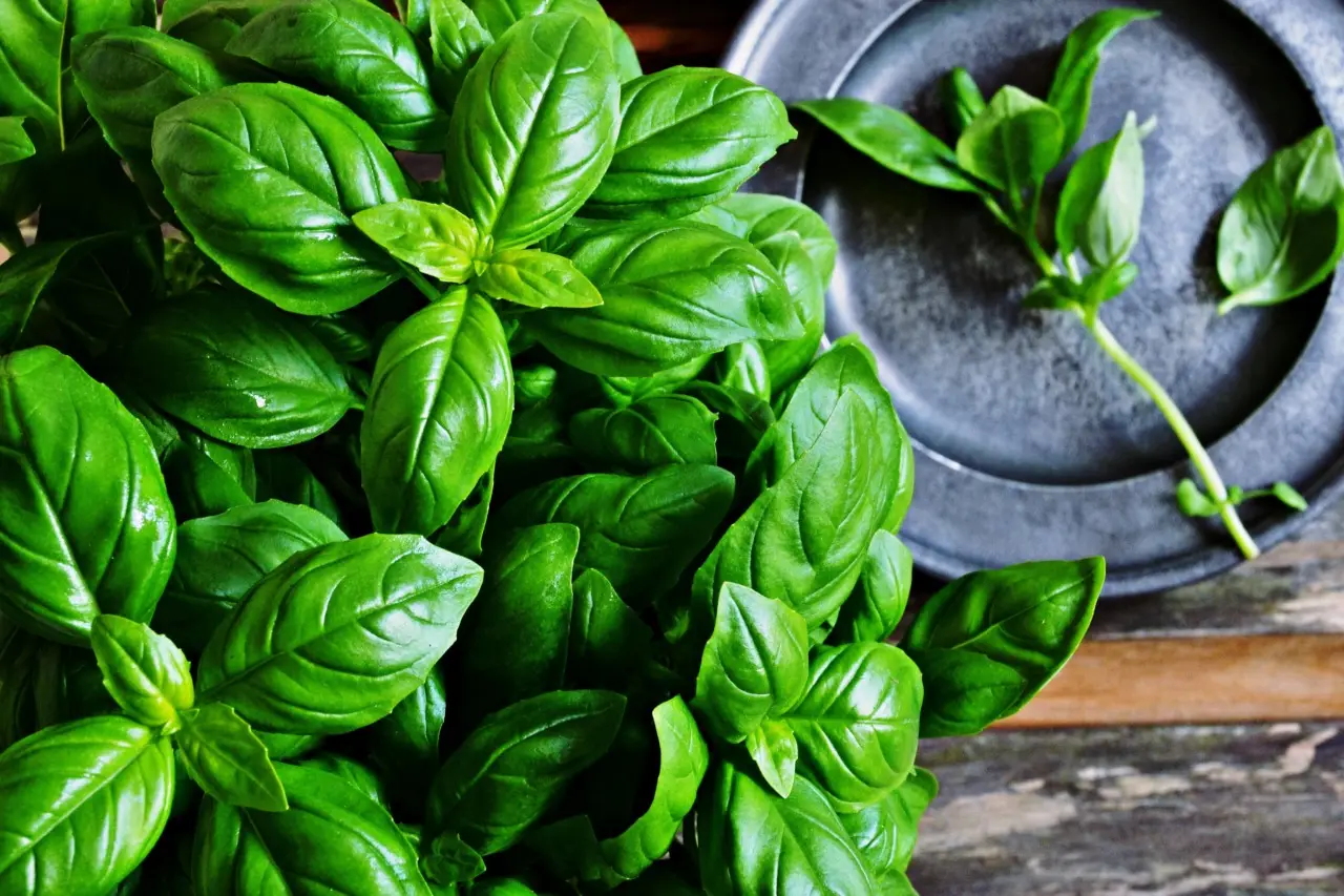 Combatti le malattie fungine del basilico: strategie efficaci per foglie sempre verdi Combatti le malattie fungine del basilico: strategie efficaci per foglie sempre verdi