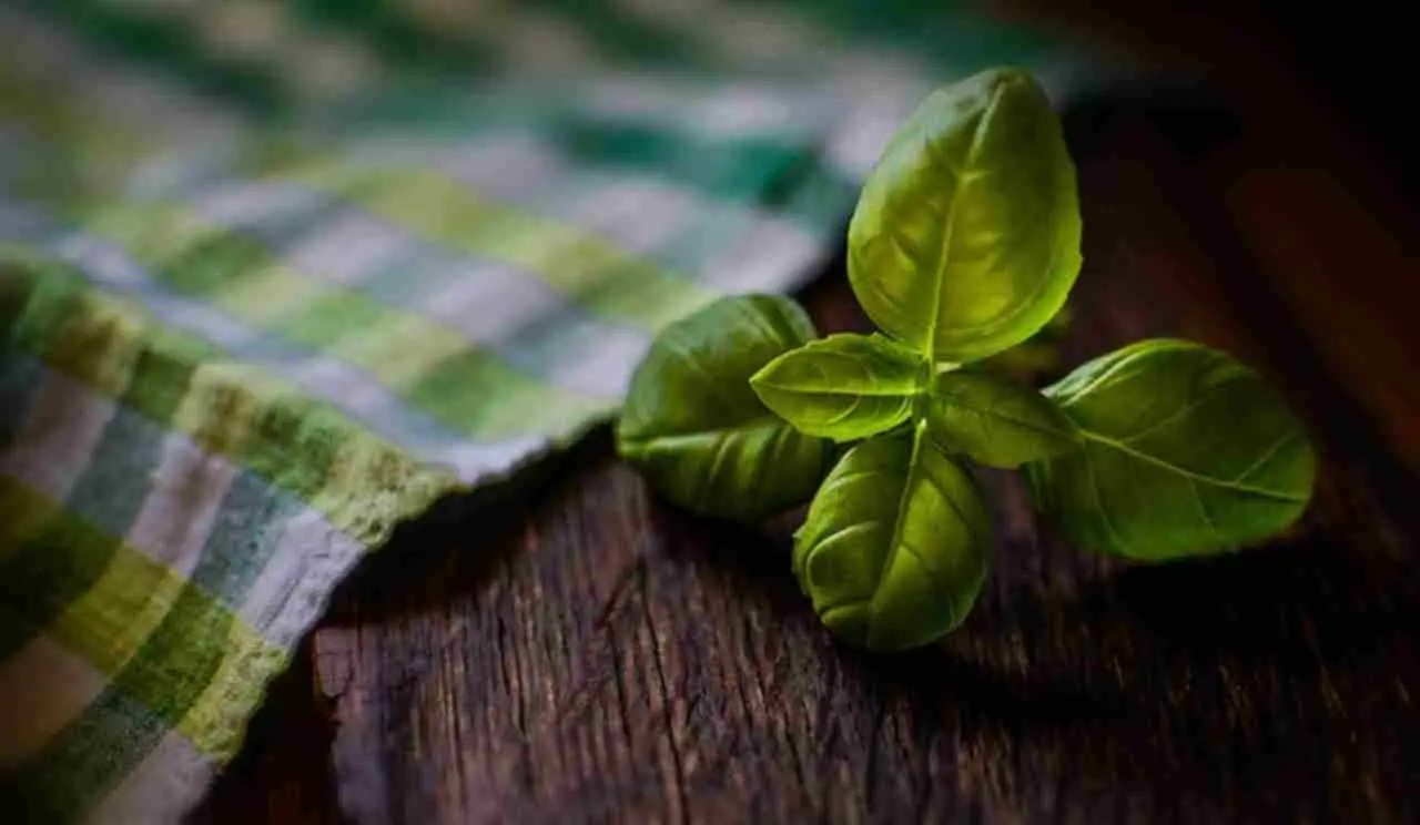 Combatti le malattie fungine del basilico: strategie efficaci per foglie sempre verdi Combatti le malattie fungine del basilico: strategie efficaci per foglie sempre verdi
