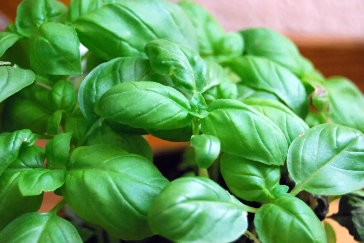 Combatti le malattie fungine del basilico: strategie efficaci per foglie sempre verdi Combatti le malattie fungine del basilico: strategie efficaci per foglie sempre verdi