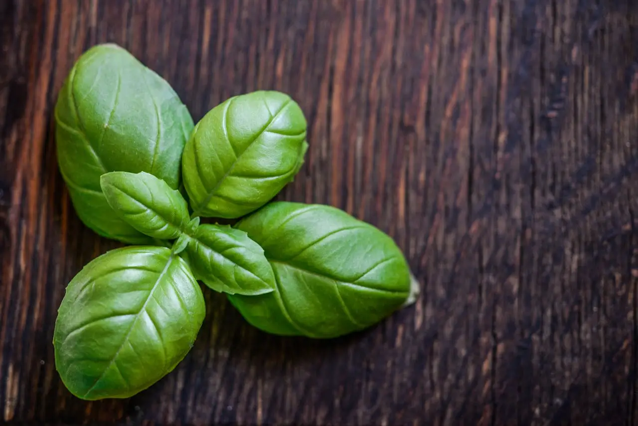 Combatti le malattie fungine del basilico: strategie efficaci per foglie sempre verdi Combatti le malattie fungine del basilico: strategie efficaci per foglie sempre verdi
