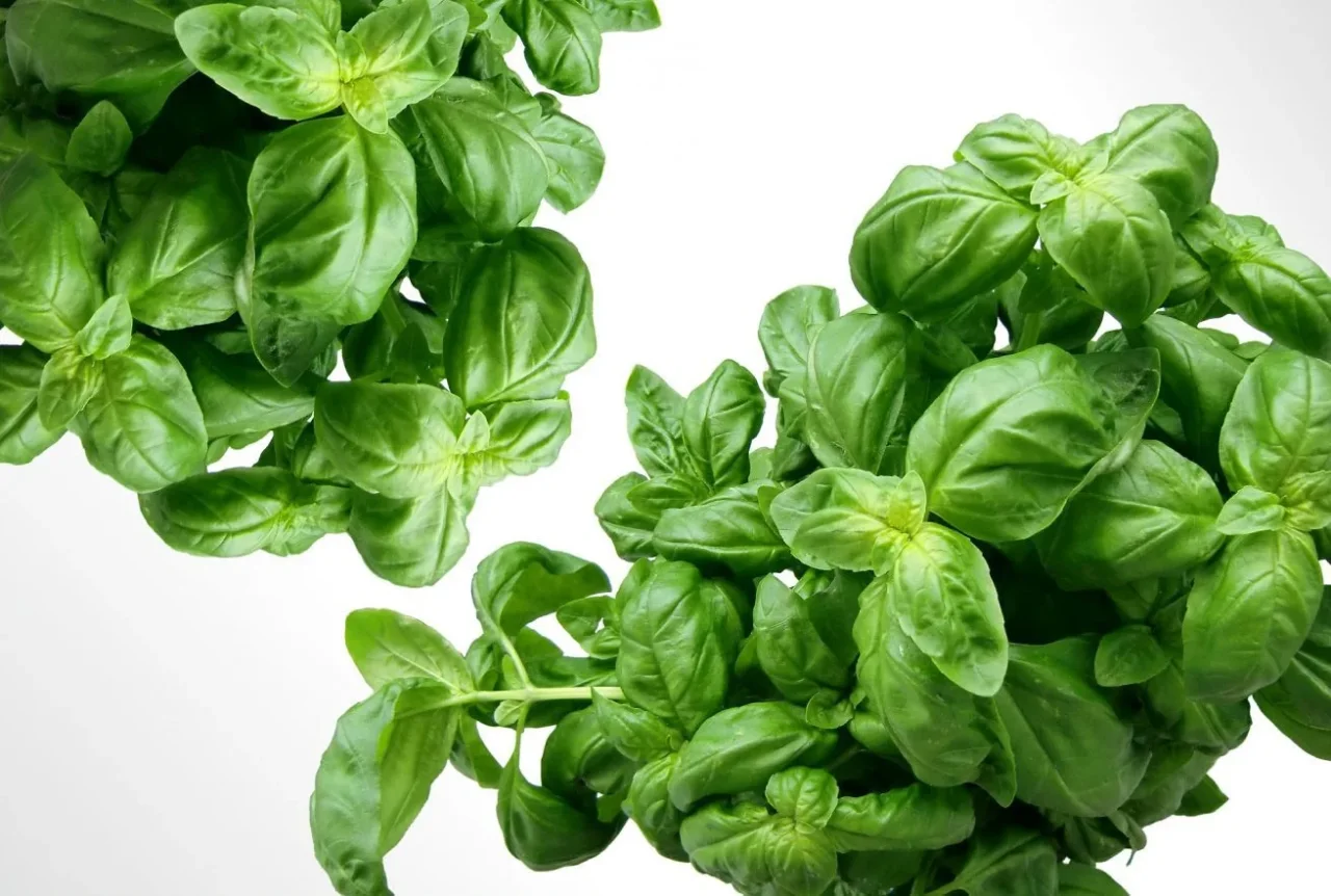 Propagazione del basilico in acqua: guida rapida ai migliori risultati senza terra Propagazione del basilico in acqua: guida rapida ai migliori risultati senza terra