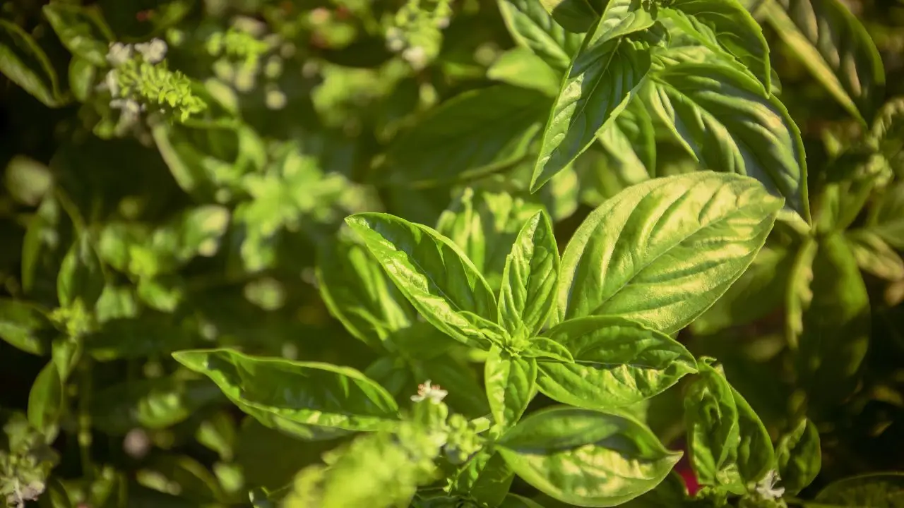 Propagazione del basilico in acqua: guida rapida ai migliori risultati senza terra Propagazione del basilico in acqua: guida rapida ai migliori risultati senza terra