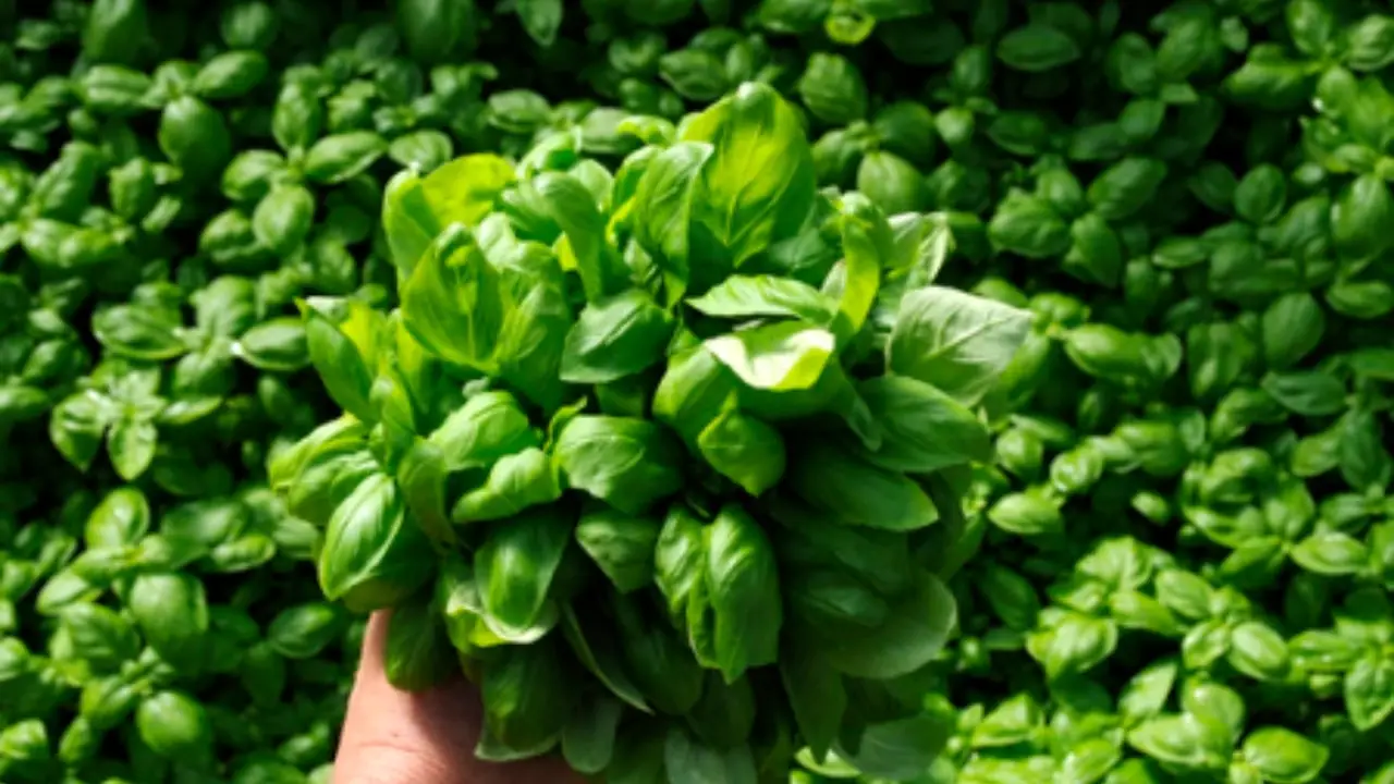 Problemi con parassiti del basilico? Soluzioni naturali per un raccolto sano subito