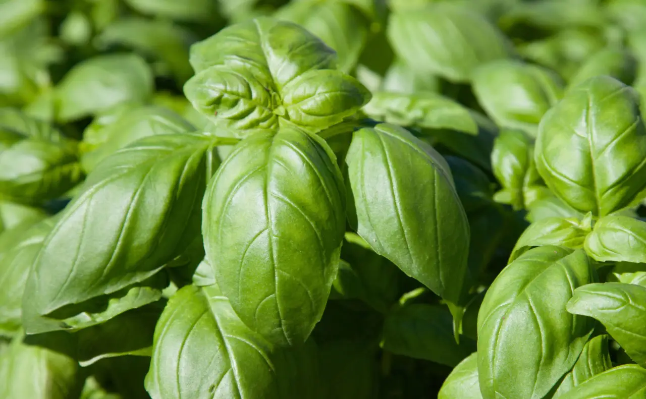 Problemi con parassiti del basilico? Soluzioni naturali per un raccolto sano subito Problemi con parassiti del basilico? Soluzioni naturali per un raccolto sano subito