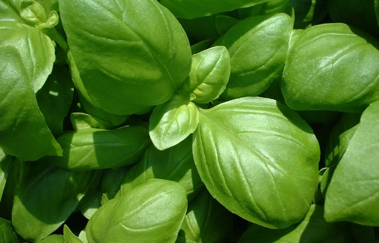 Problemi con parassiti del basilico? Soluzioni naturali per un raccolto sano subito Problemi con parassiti del basilico? Soluzioni naturali per un raccolto sano subito