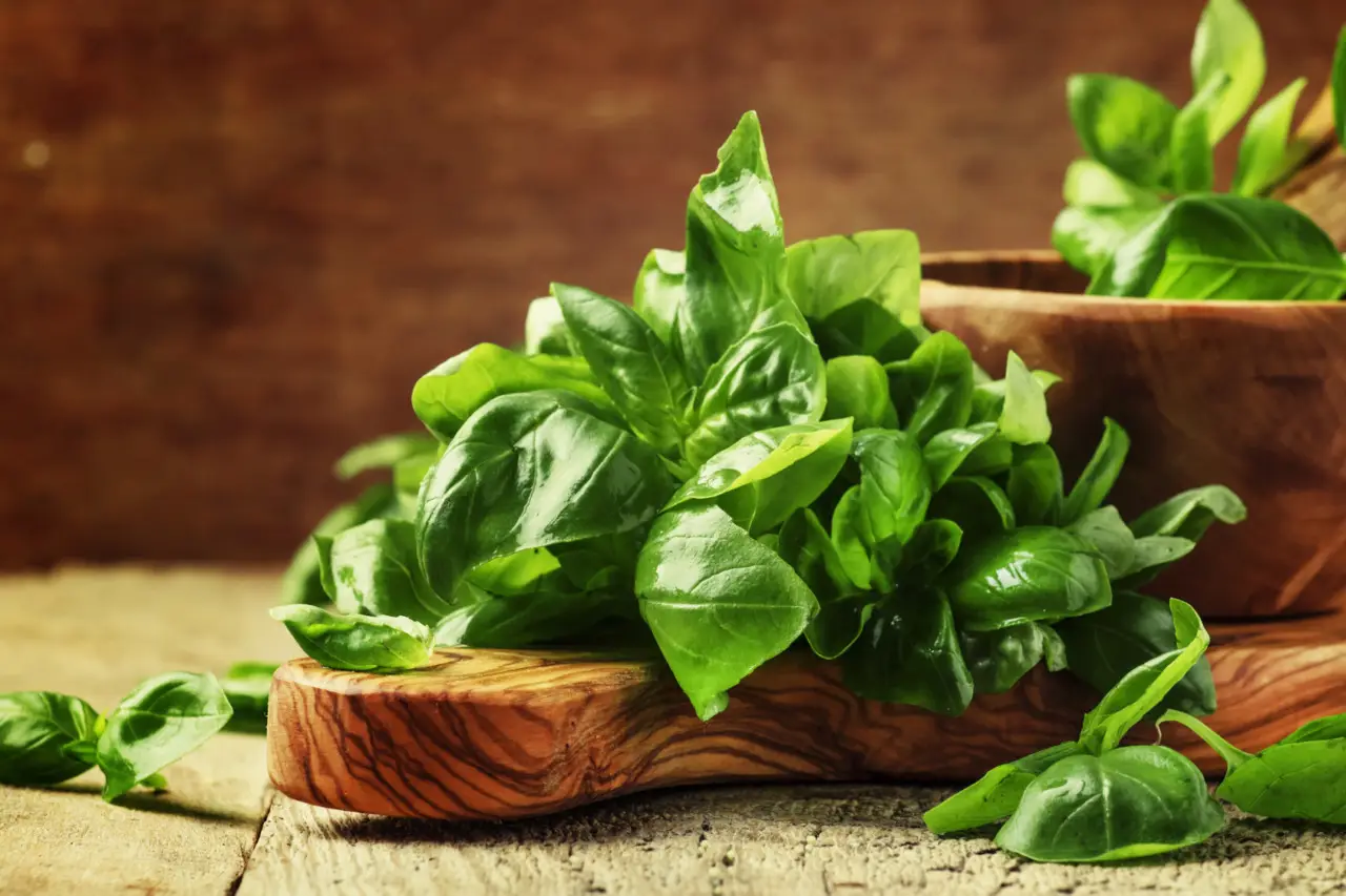 Problemi con parassiti del basilico? Soluzioni naturali per un raccolto sano subito Problemi con parassiti del basilico? Soluzioni naturali per un raccolto sano subito
