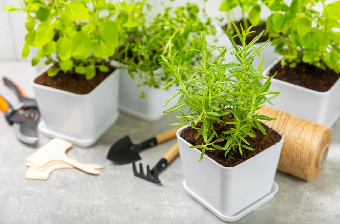 Malattie comuni delle erbe aromatiche in vaso e come prevenirle facilmente Malattie comuni delle erbe aromatiche in vaso e come prevenirle facilmente