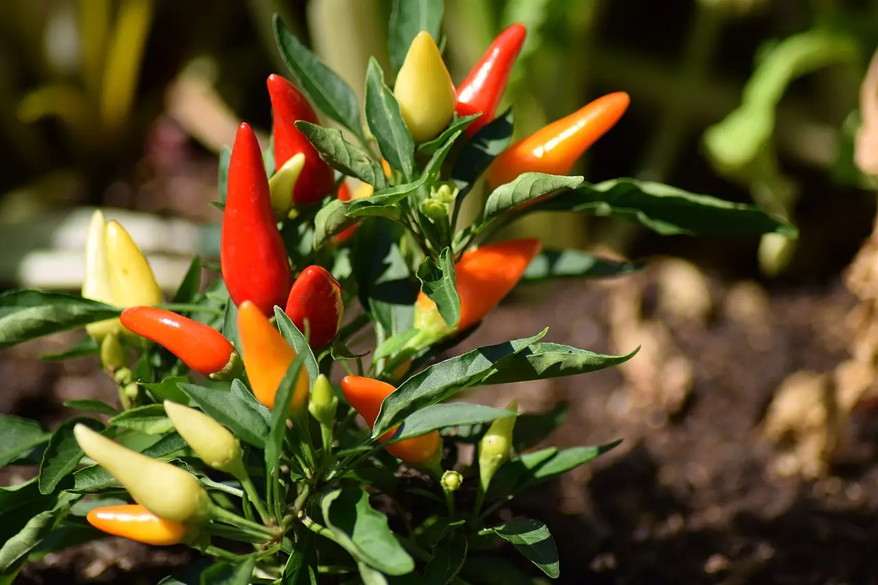 Peperoncini super piccanti: l’errore che non devi fare a giugno Peperoncini super piccanti: l’errore che non devi fare a giugno