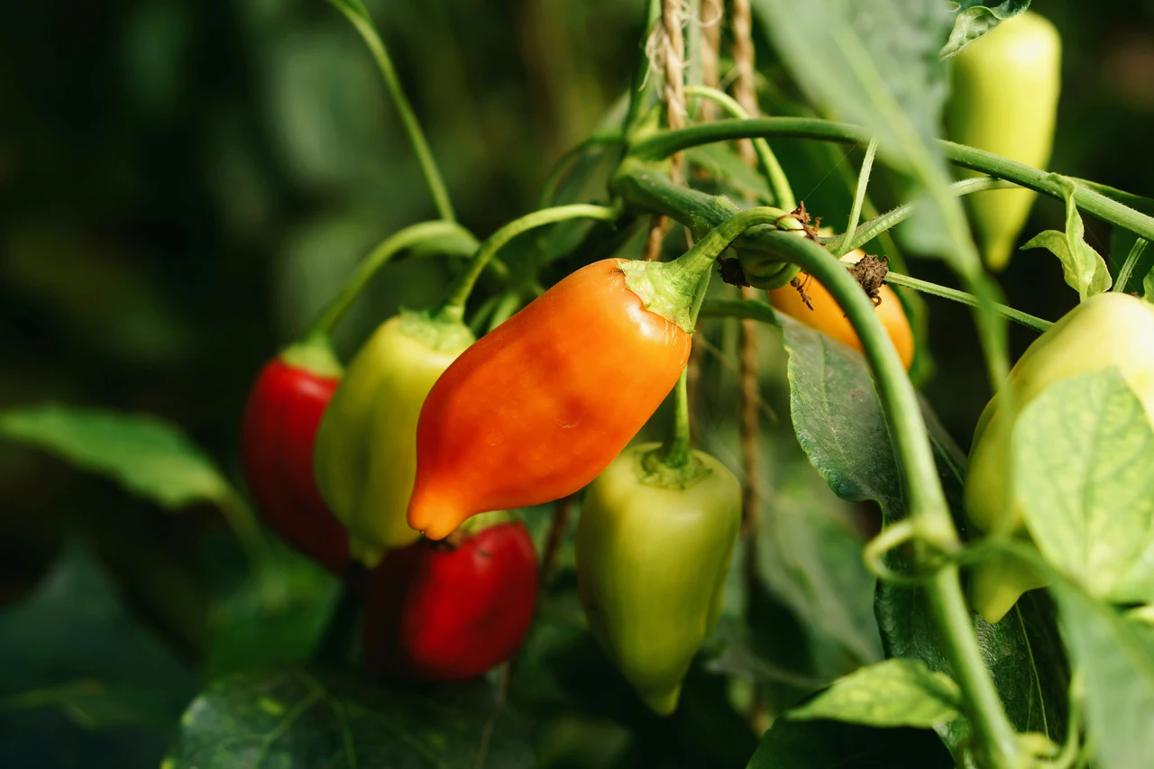 Peperoncini super piccanti: l’errore che non devi fare a giugno Peperoncini super piccanti: l’errore che non devi fare a giugno