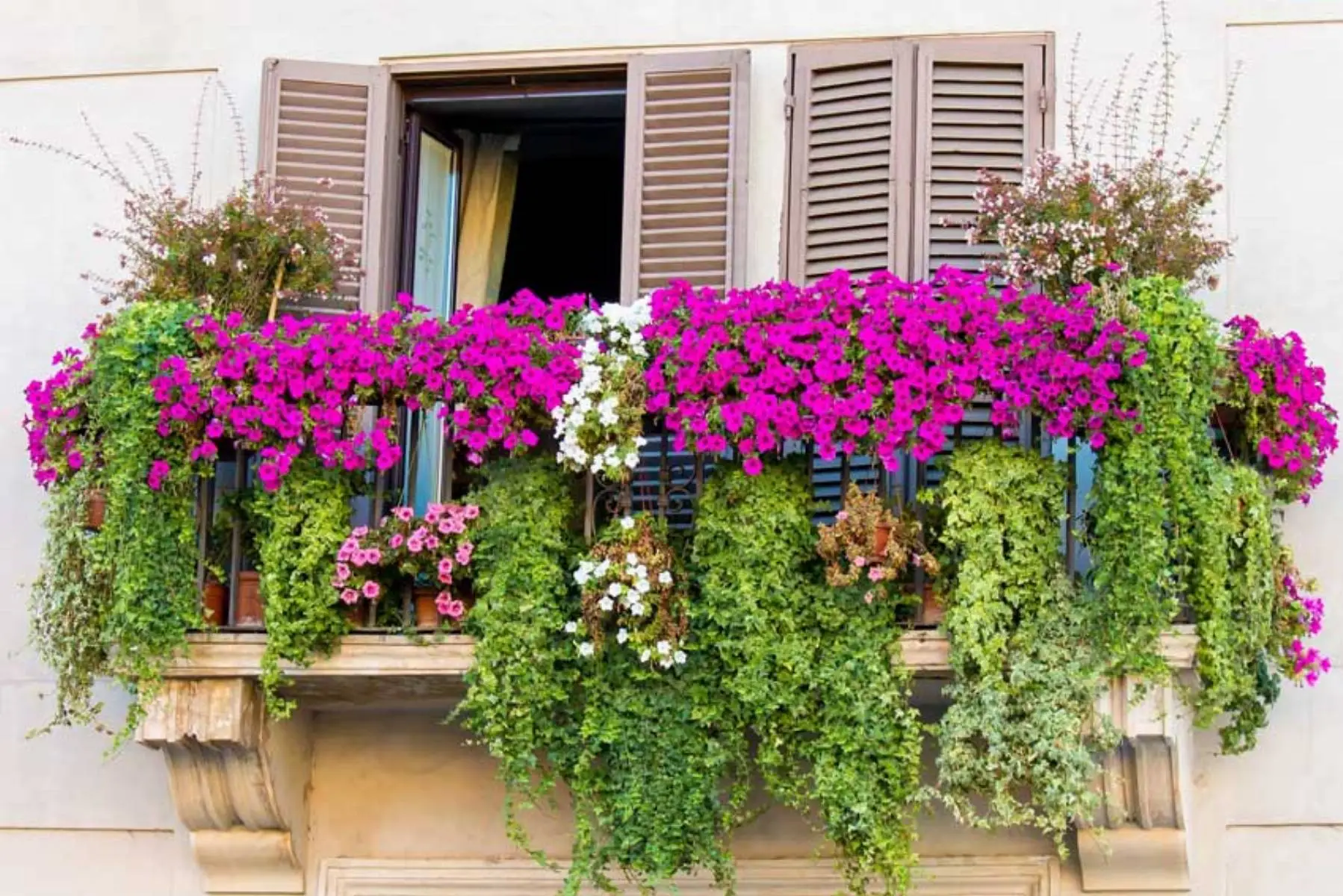 Lavanda in balcone che non secca mai: il trucco del drenaggio invisibile Lavanda in balcone che non secca mai: il trucco del drenaggio invisibile