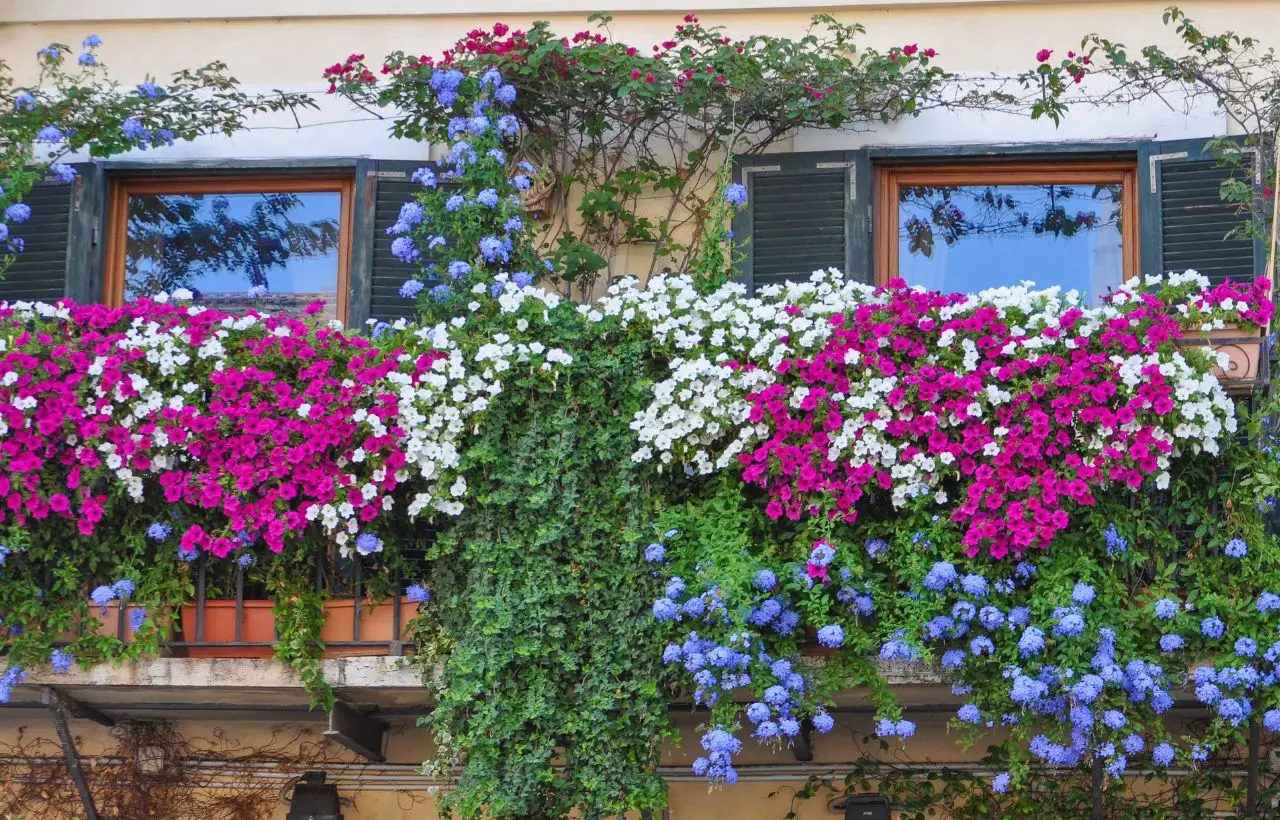 Lavanda in balcone che non secca mai: il trucco del drenaggio invisibile Lavanda in balcone che non secca mai: il trucco del drenaggio invisibile