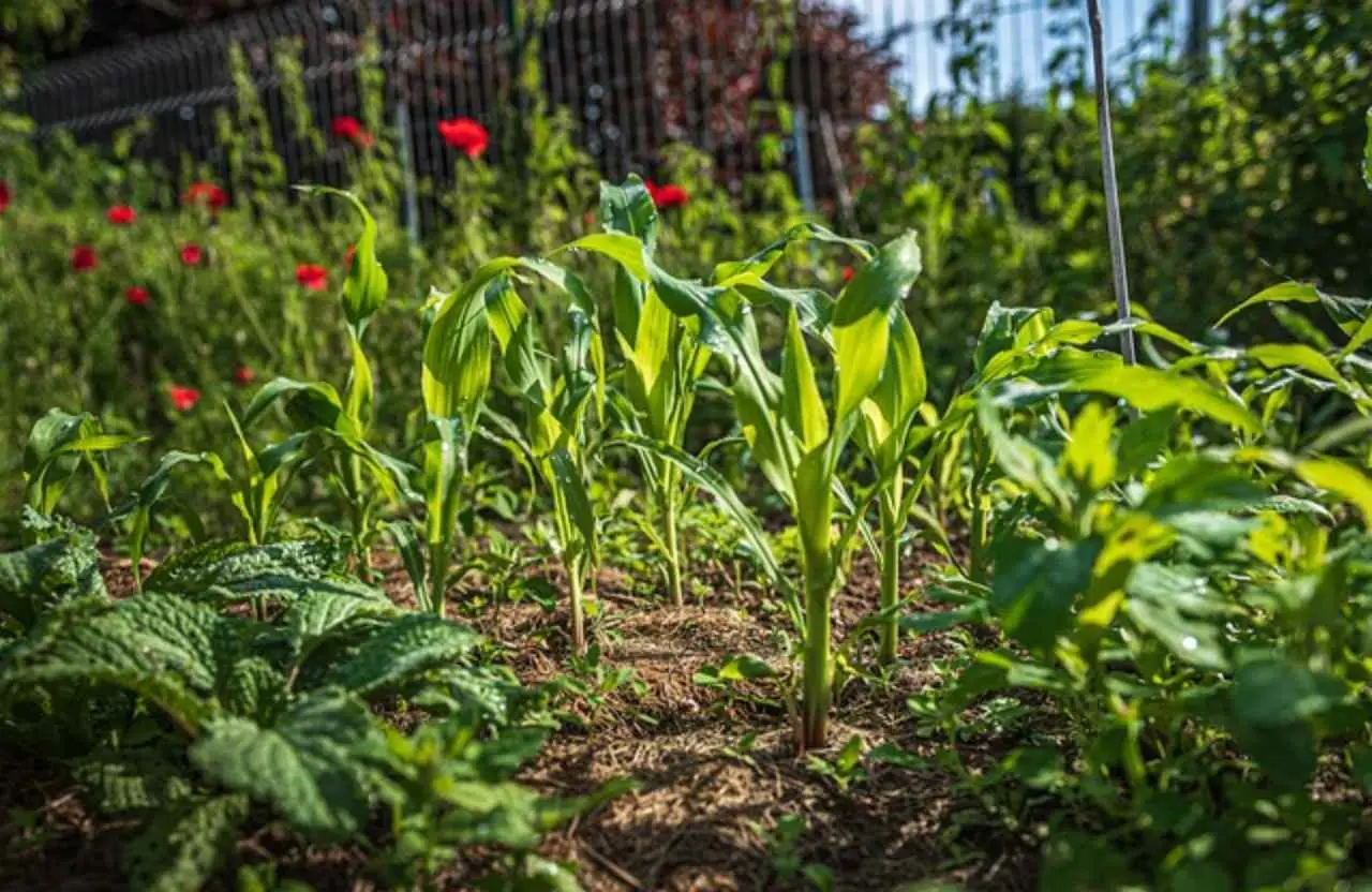 Giardino senza erbacce: la pacciamatura con materiali riciclati Giardino senza erbacce: la pacciamatura con materiali riciclati