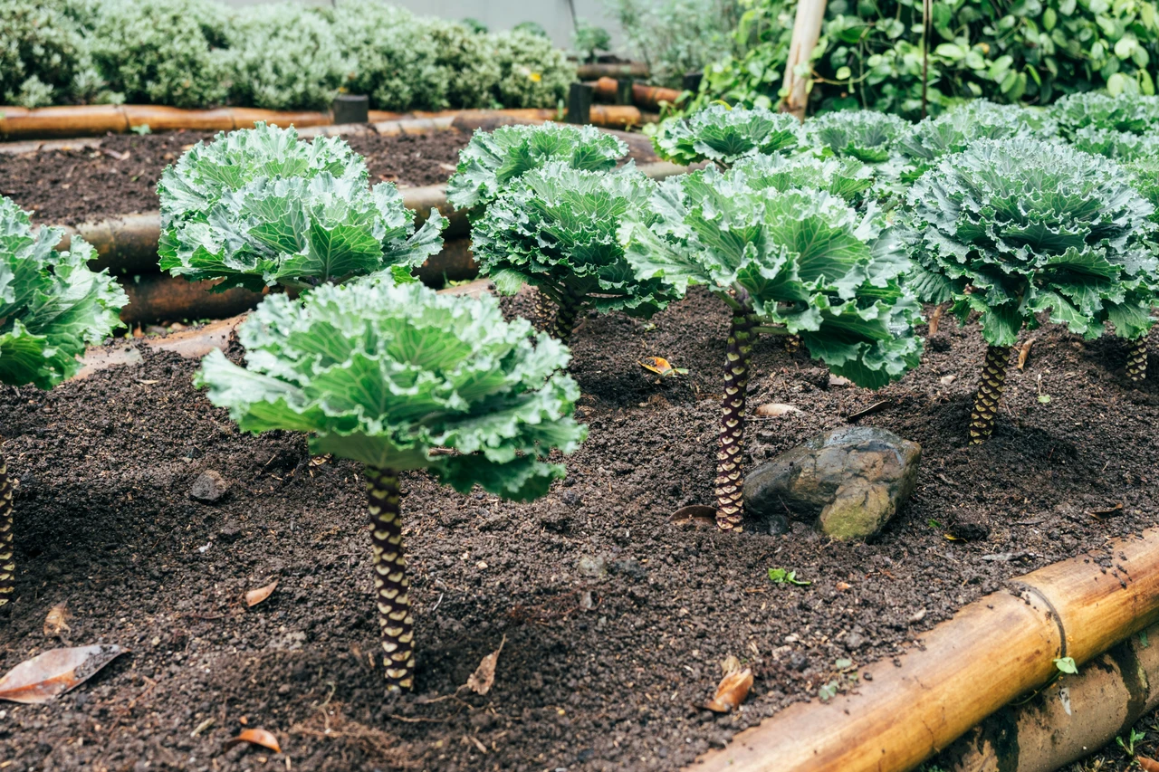 Giardino senza erbacce: la pacciamatura con materiali riciclati Giardino senza erbacce: la pacciamatura con materiali riciclati