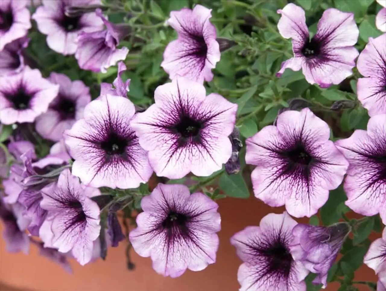Fiori auto-impollinanti: 3 specie facili per principianti Fiori auto-impollinanti: 3 specie facili per principianti