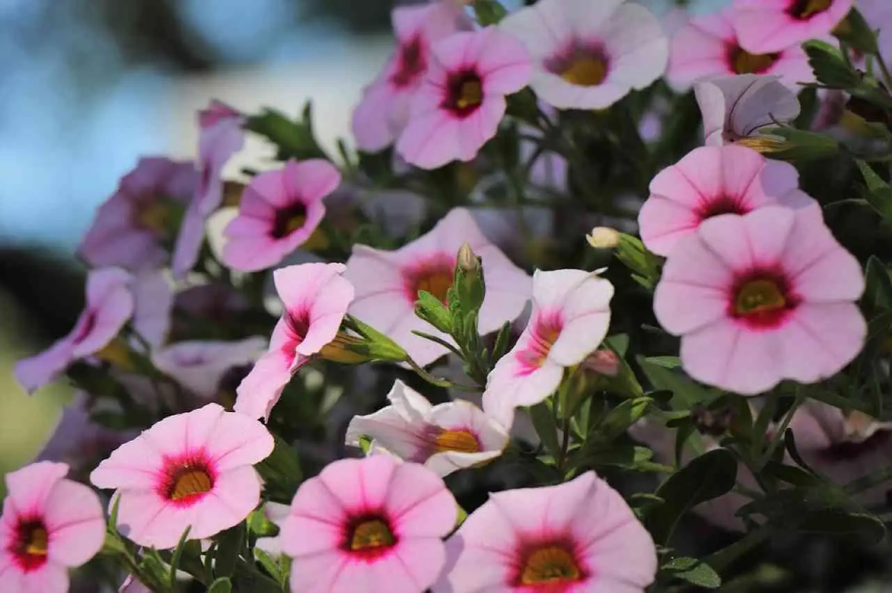 Fiori auto-impollinanti: 3 specie facili per principianti Fiori auto-impollinanti: 3 specie facili per principianti