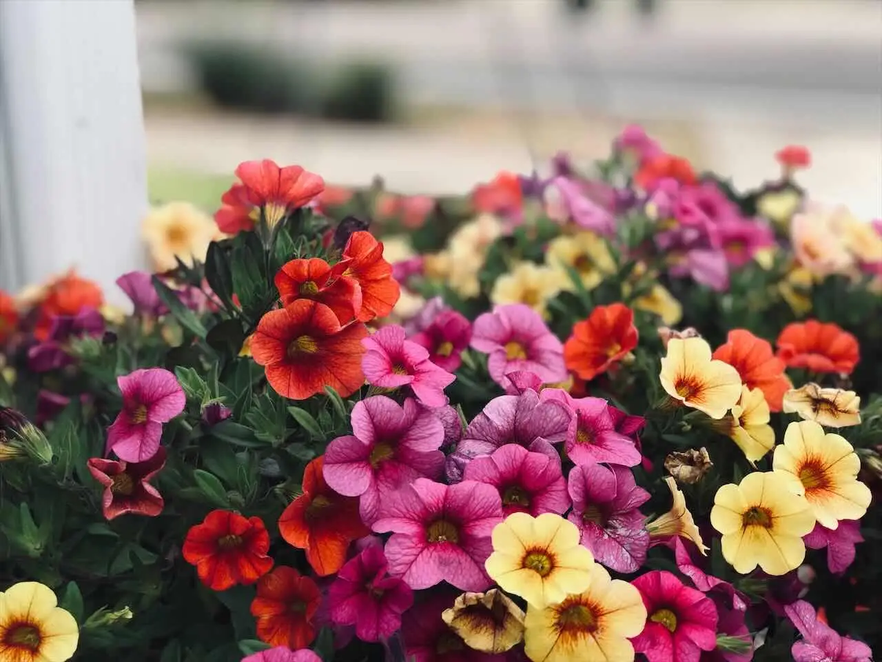 Fiori auto-impollinanti: 3 specie facili per principianti Fiori auto-impollinanti: 3 specie facili per principianti