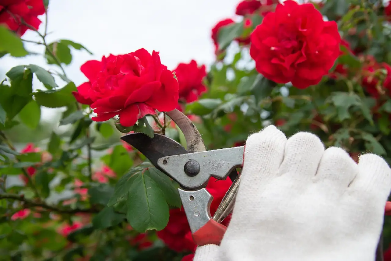 Taglio delle rose: il momento migliore per fioriture rigogliose Taglio delle rose: il momento migliore per fioriture rigogliose