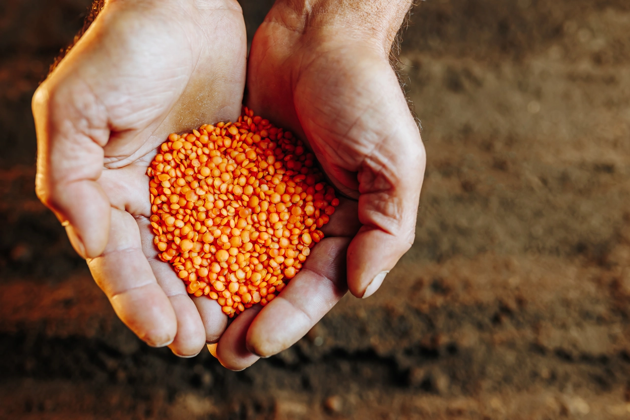 Scopri il legume che riduce le infiammazioni e migliora la mobilità articolare Scopri il legume che riduce le infiammazioni e migliora la mobilità articolare