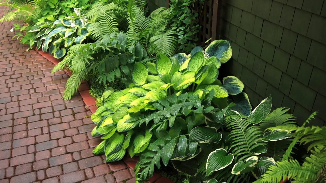 Piante resistenti al caldo: ecco come creare un angolo verde nei mesi estivi Piante resistenti al caldo: ecco come creare un angolo verde nei mesi estivi