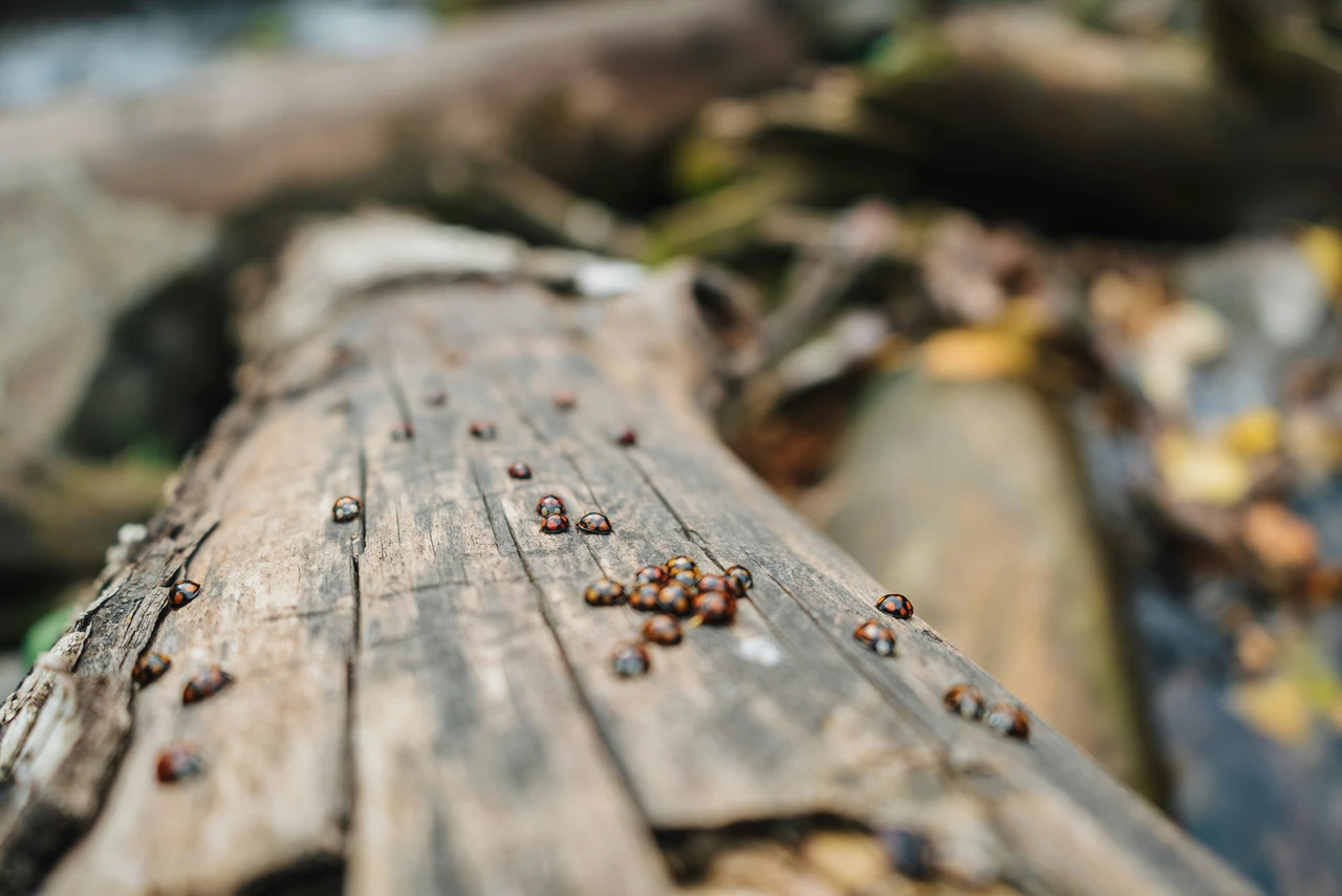 Scopri cosa fare se trovi molte coccinelle nel tuo terrazzo: è un segnale utile Scopri cosa fare se trovi molte coccinelle nel tuo terrazzo: è un segnale utile