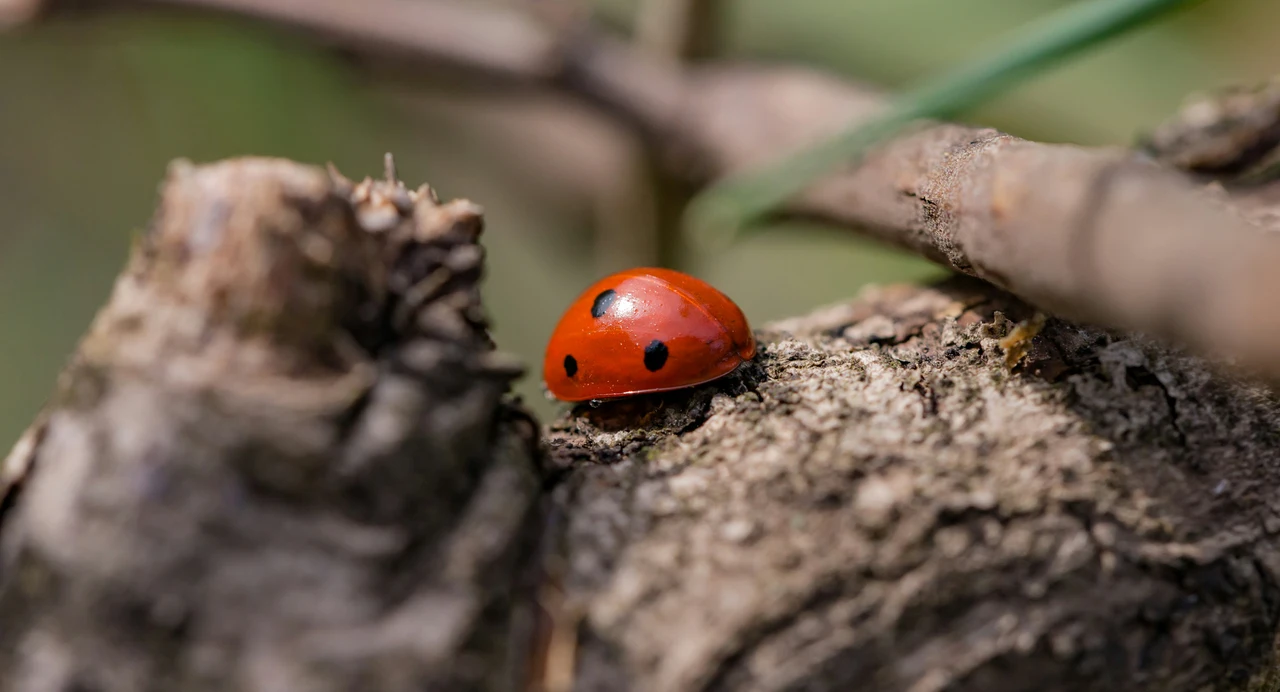 Scopri cosa fare se trovi molte coccinelle nel tuo terrazzo: è un segnale utile Scopri cosa fare se trovi molte coccinelle nel tuo terrazzo: è un segnale utile