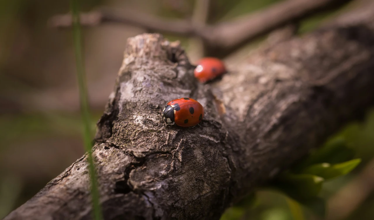 Scopri cosa fare se trovi molte coccinelle nel tuo terrazzo: è un segnale utile Scopri cosa fare se trovi molte coccinelle nel tuo terrazzo: è un segnale utile
