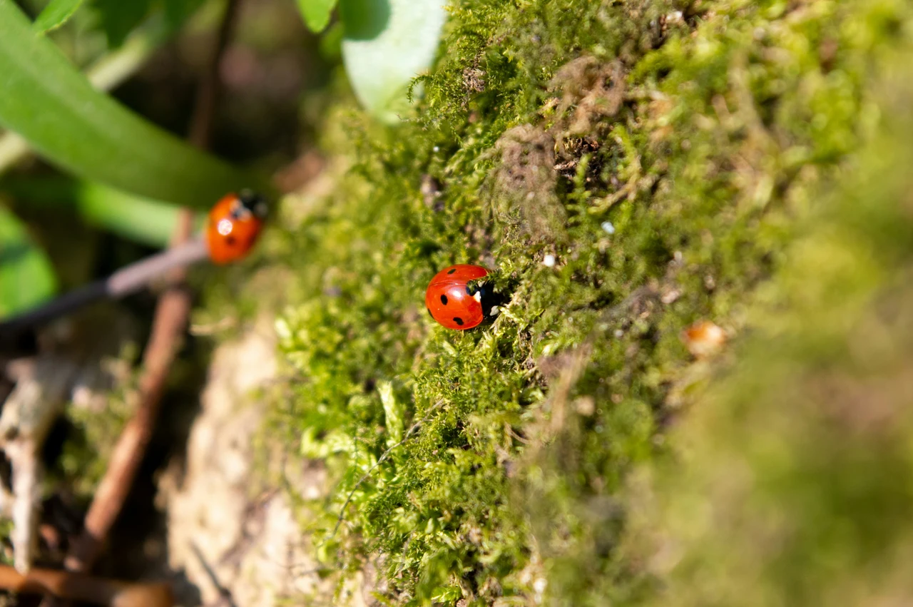 Scopri cosa fare se trovi molte coccinelle nel tuo terrazzo: è un segnale utile Scopri cosa fare se trovi molte coccinelle nel tuo terrazzo: è un segnale utile