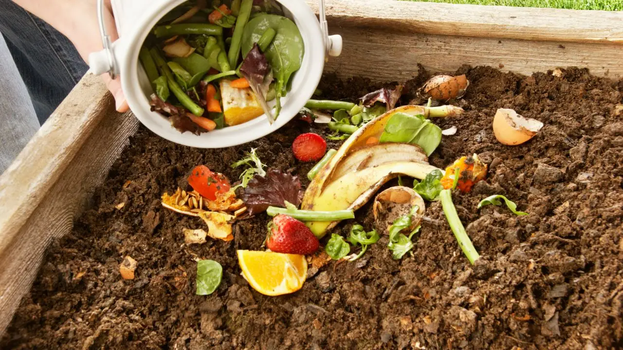 Preparare un fertilizzante naturale con scarti di cucina: risultati sorprendenti Preparare un fertilizzante naturale con scarti di cucina: risultati sorprendenti