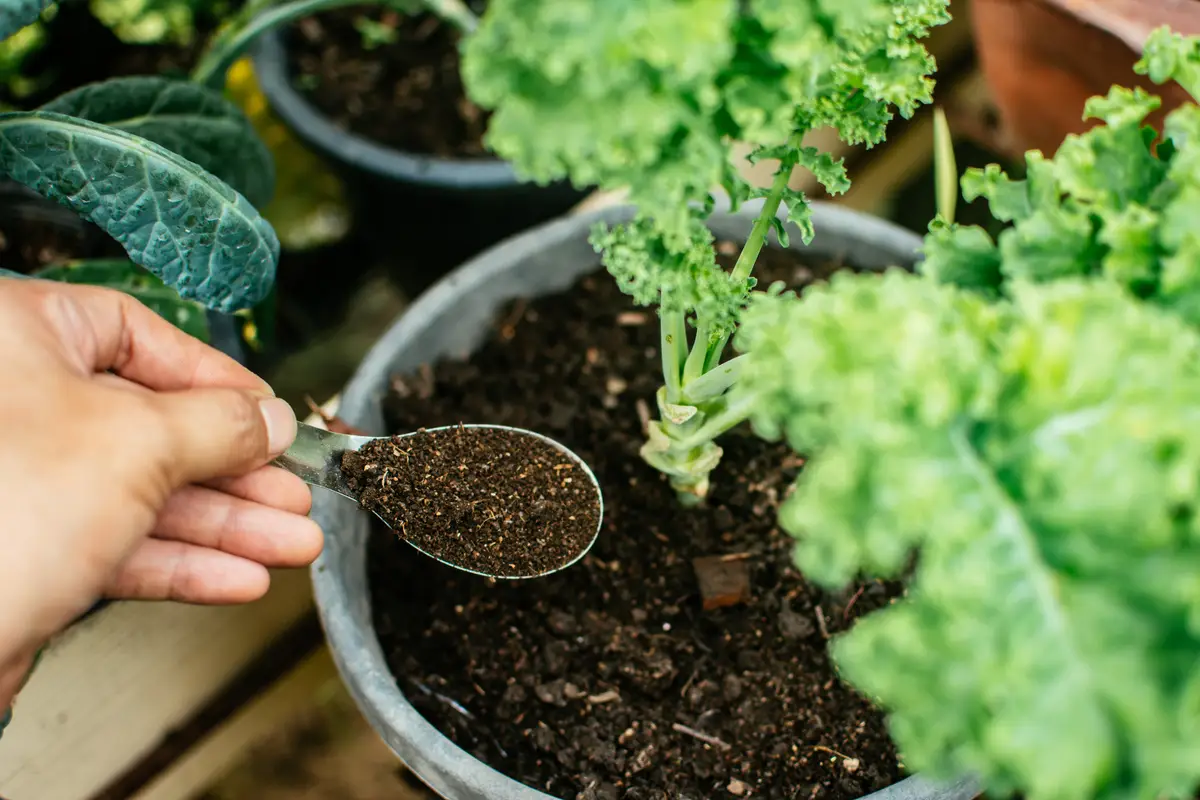 Preparare un fertilizzante naturale con scarti di cucina: risultati sorprendenti Preparare un fertilizzante naturale con scarti di cucina: risultati sorprendenti