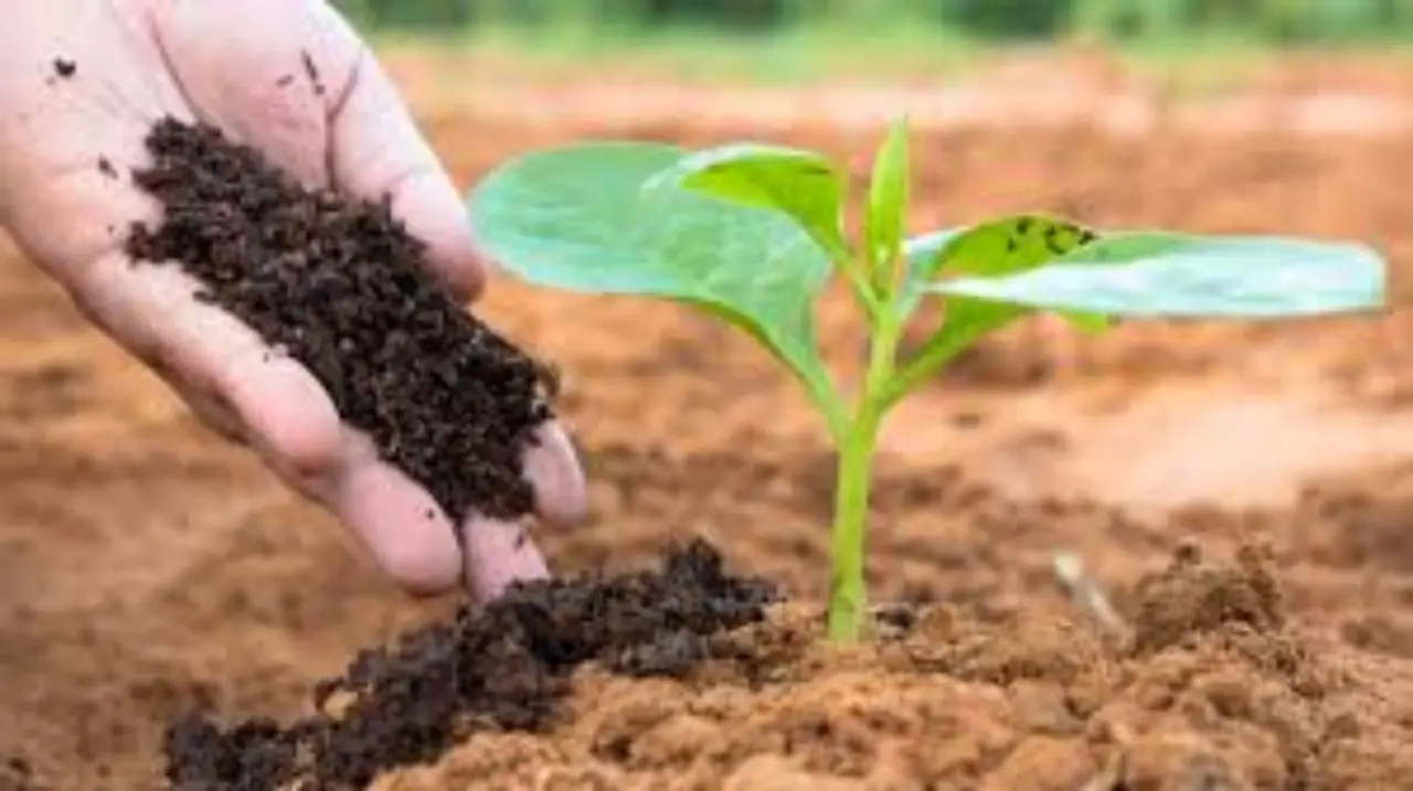 Preparare un fertilizzante naturale con scarti di cucina: risultati sorprendenti Preparare un fertilizzante naturale con scarti di cucina: risultati sorprendenti