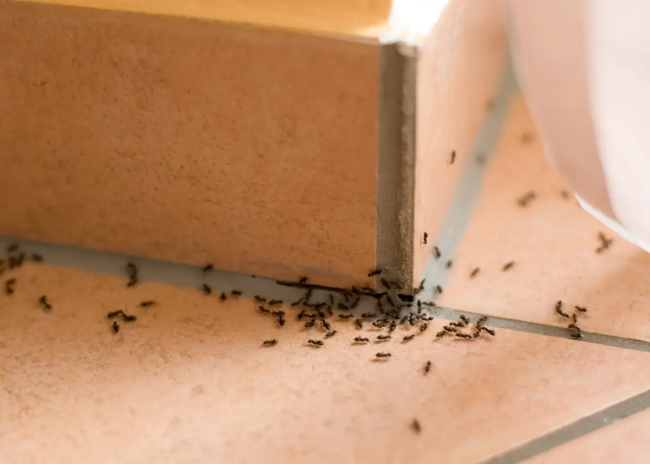 Formiche in casa? Soluzioni veloci per eliminarle senza prodotti tossici Formiche in casa? Soluzioni veloci per eliminarle senza prodotti tossici