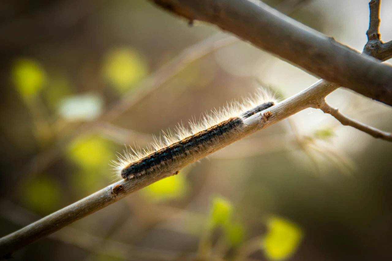 Allarme processionaria nei parchi urbani: rischi per bambini e animali domestici Allarme processionaria nei parchi urbani: rischi per bambini e animali domestici