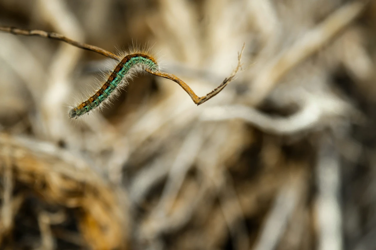 Allarme processionaria nei parchi urbani: rischi per bambini e animali domestici Allarme processionaria nei parchi urbani: rischi per bambini e animali domestici