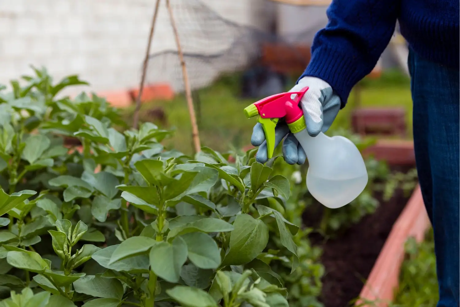 Come produrre un insetticida casalingo usando ingredienti facilmente reperibili Come produrre un insetticida casalingo usando ingredienti facilmente reperibili