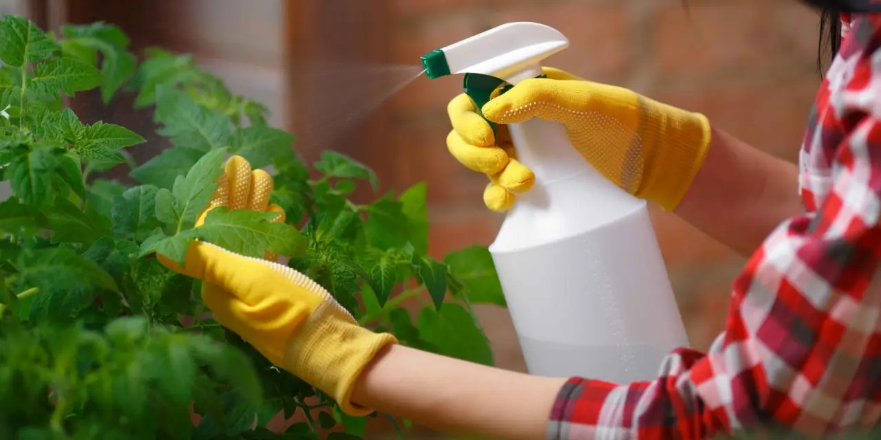 Come produrre un insetticida casalingo usando ingredienti facilmente reperibili Come produrre un insetticida casalingo usando ingredienti facilmente reperibili